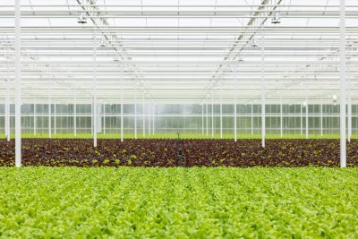Serre met slaplanten Serre met slaplanten
