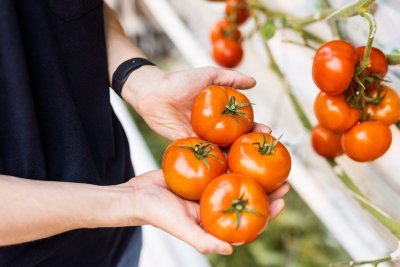 Tomatenteler Mitch met tomaten Tomatenteler Mitch met tomaten