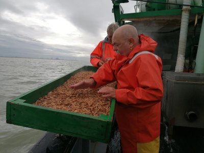 Vissers verzamelen garnalen Vissers verzamelen garnalen
