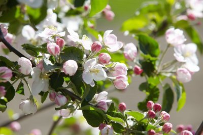 Tak met appelbloesems