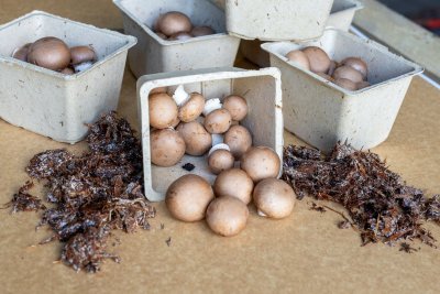 Champignons in de champost-verpakking