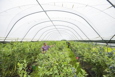Zelfpluk bij 't Gijsbemdenhof Zelfpluk bij 't Gijsbemdenhof