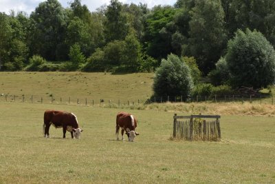 Hereford runderen in de weide