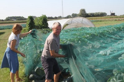 Schapershoeve op het veld