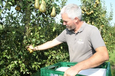 Peren plukken op Staveshof