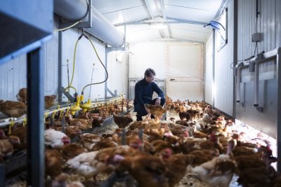 In de mobiele kippenstal bij boerderij De Lekkerbek In de mobiele kippenstal bij boerderij De Lekkerbek
