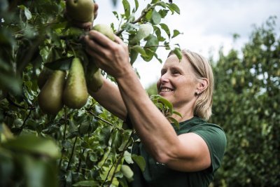 Peren plukken bij LemBiFruit Peren plukken bij LemBiFruit
