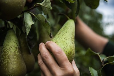 Lembifruit Peer Lembifruit Peer