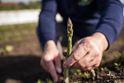 Groene asperge van Het Groeiveld Groene asperge van Het Groeiveld