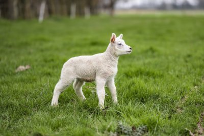 Lammetje van Hoeve Schillewaert Lammetje van Hoeve Schillewaert