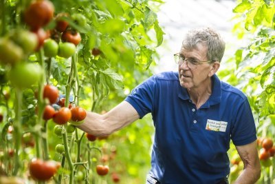 Recht van 't veld tomaten