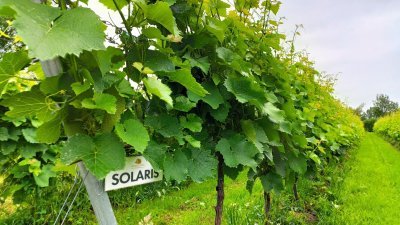 Resistente druivenvariëteiten - Waes - solaris Resistente druivenvariëteiten - Waes - solaris