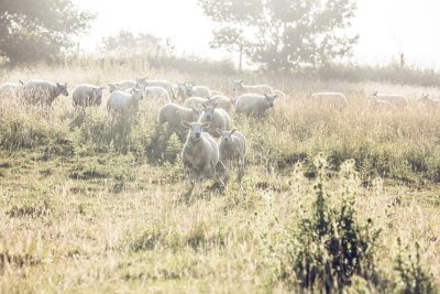 Schapen in de weide