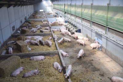 Varkens in de stal bij BioVar