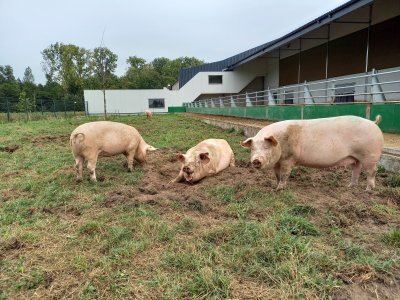 Varkens in de wei bij BioVar