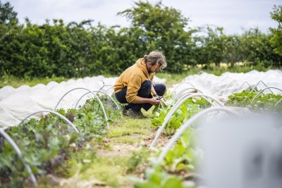 Zelfoogst bij CSA-boerderij Vlinderveld Zelfoogst bij CSA-boerderij Vlinderveld