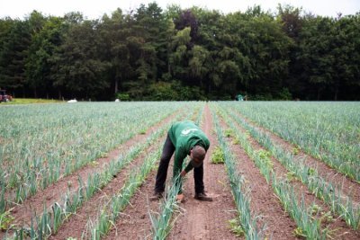 Piet op het veld © De Dobbelhoeve Piet op het veld © De Dobbelhoeve