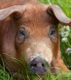 Duroc d’Olives Duroc d’Olives