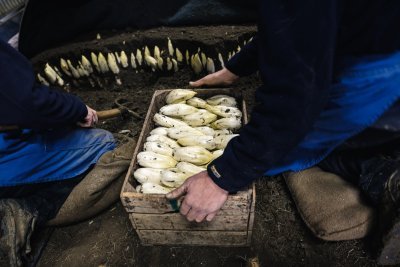 Witloof van Grondwitloof Dewinter Witloof van Grondwitloof Dewinter