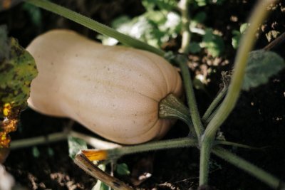 Butternut Butternut