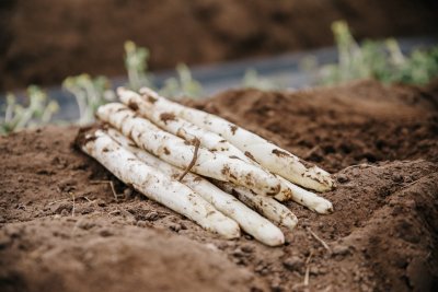 Asperges Asperges