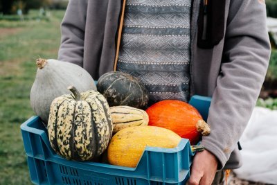 Pompoenen van CSA Blokhuis Pompoenen van CSA Blokhuis