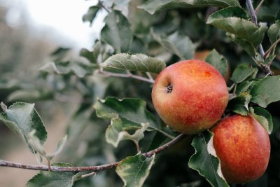 Appels van De Fruithoeve