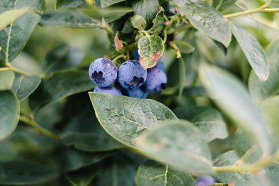 Blauwe bessen Blauwe bessen