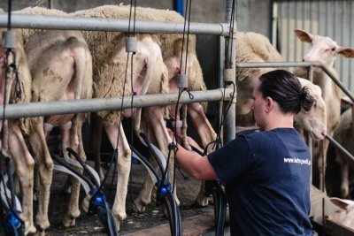 Schapen melken bij het Nijswolkje Schapen melken bij het Nijswolkje