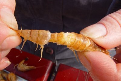 Het staartstuk komt dan los en u kunt het dan voorzichtig naar achteren trekken. Het staartstuk komt dan los en u kunt het dan voorzichtig naar achteren trekken.