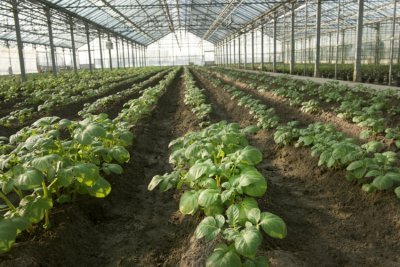 Aardappelen in de serre - © beeldmateriaal Agra Claessens