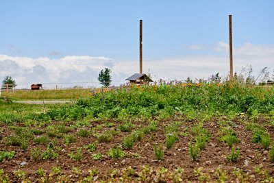 Champs de légumes - Ferme des Rabanisse