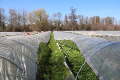 waterkers uit Haspengouw