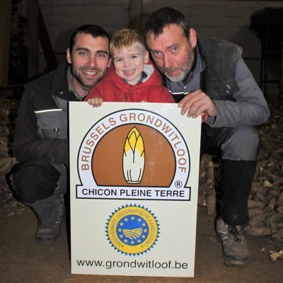 Brussels vollegrondswitloof Cools Thomas