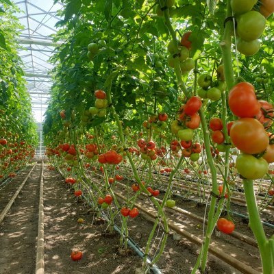 Welke producten kan je hier vinden?