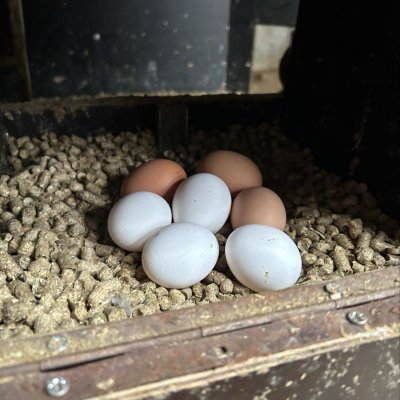 Welke producten kan je hier vinden?