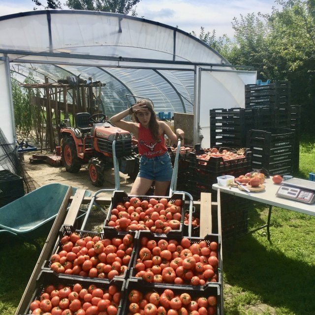 Bioboerderij Oogstappel CSA