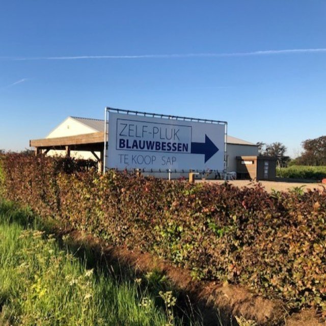 Blauwbessen Indekeu