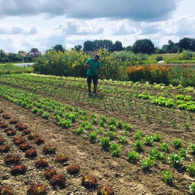 Het gezonde plukveld