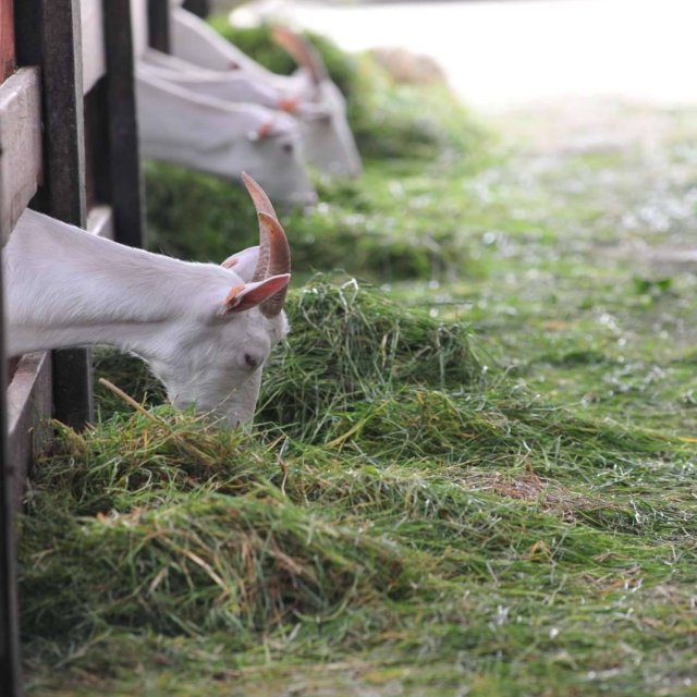 Afhaalpunt Hoeveslagerij De Vierklaver - Geitenboerderij 't Eikenhof