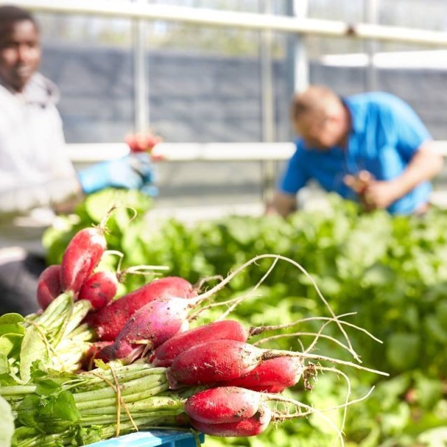 Afhaalpunt Biobello.be - De kasteeltuin