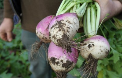 Vergeten wintergroenten