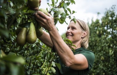 Peren plukken bij LemBiFruit