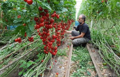 Tomatenteler Philip Vermeulen