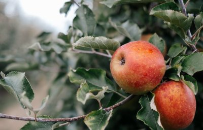 Appels van De Fruithoeve