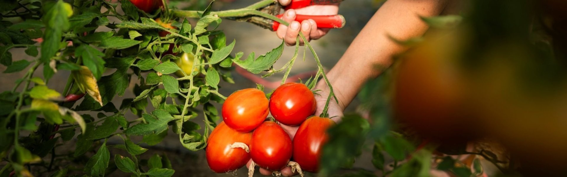 Tomaten van 't Groen(te)blaadje