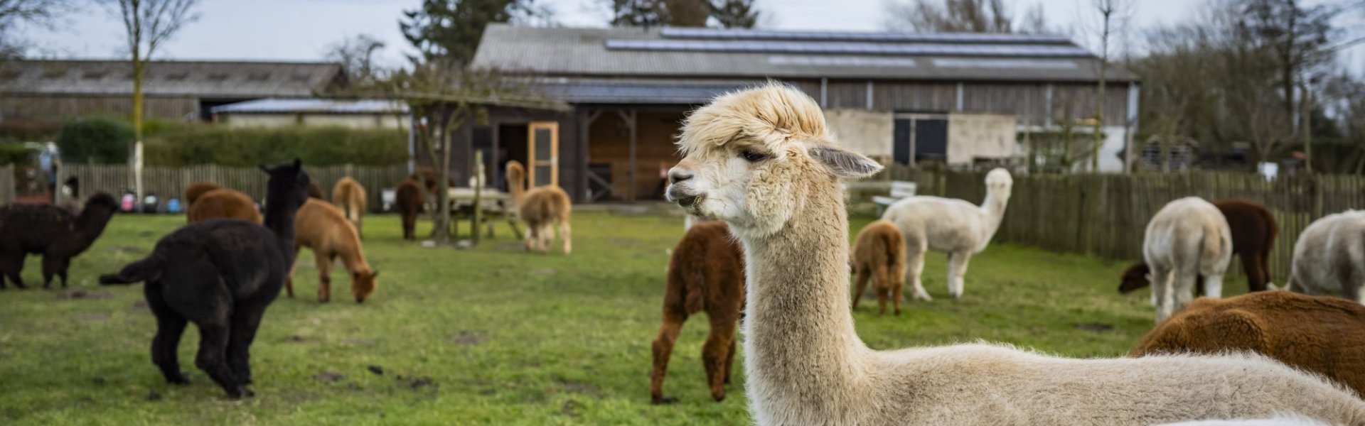 Alpaca's van Alpaca Lokeren Alpaca's van Alpaca Lokeren