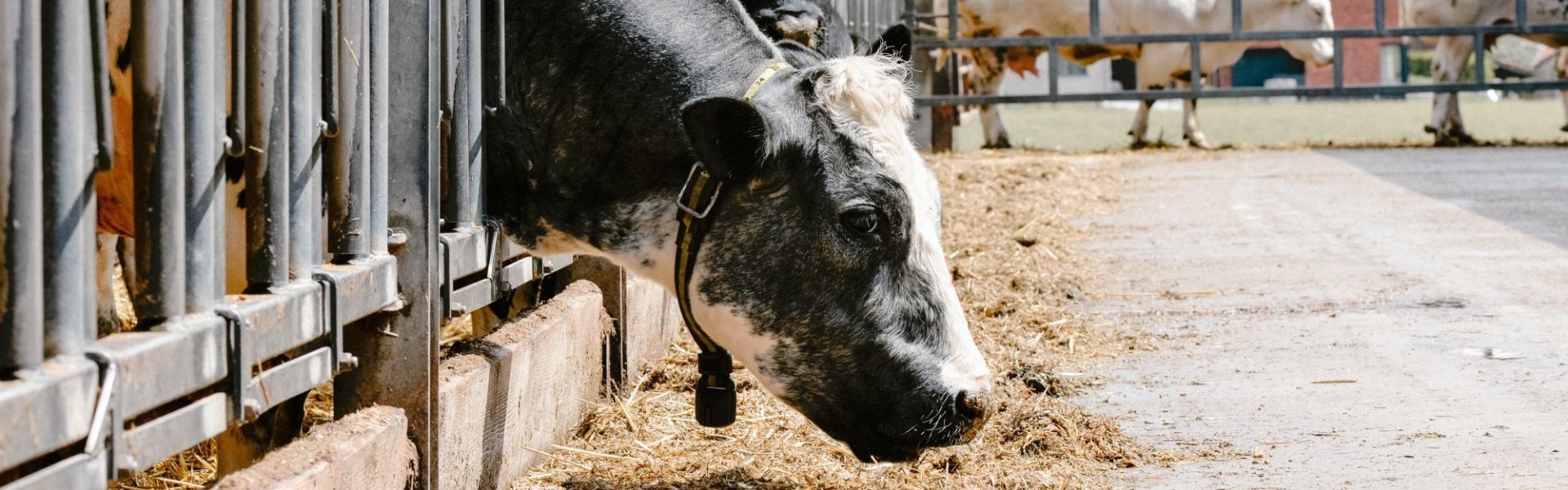 Belgisch witblauw_koe_vleeskoeien Vleeskoe van het Belgisch witblauw-ras die maïs eet in de stal op boerderij Fines.