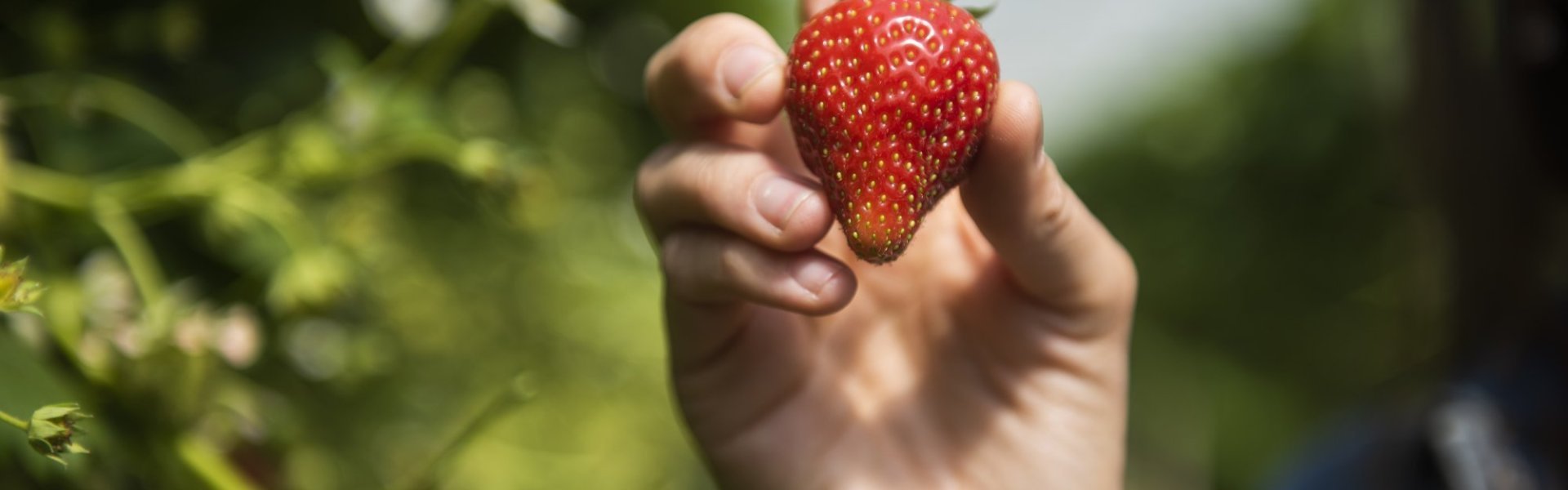 Aardbei van aardbeien Boermans