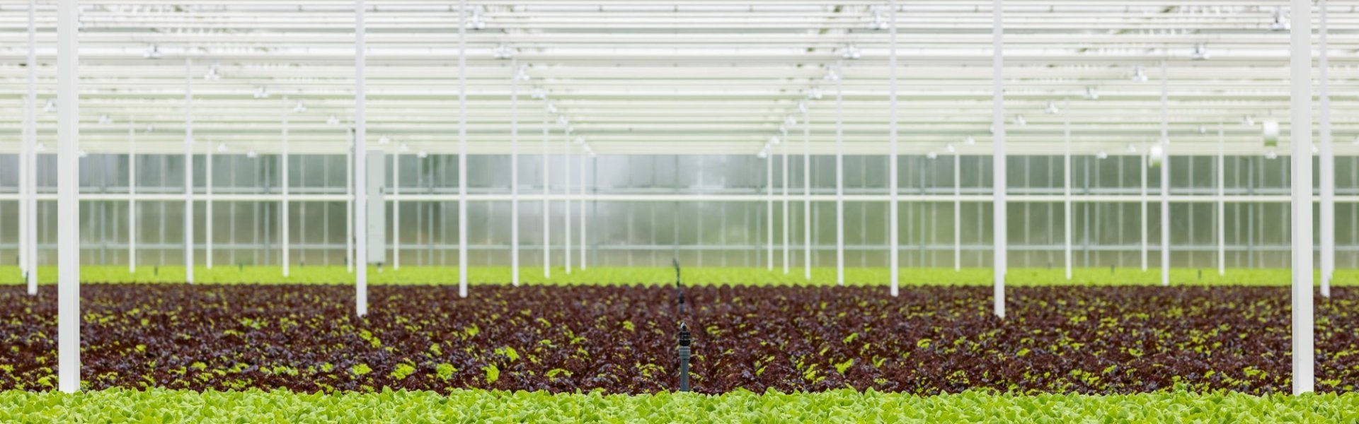 Serre met slaplanten Serre met slaplanten